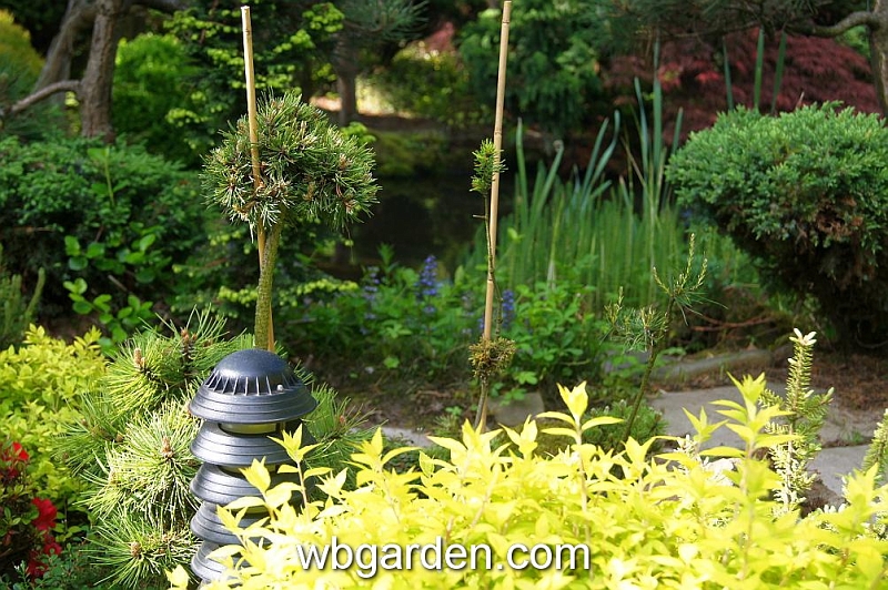 wbgarden spring 28.JPG